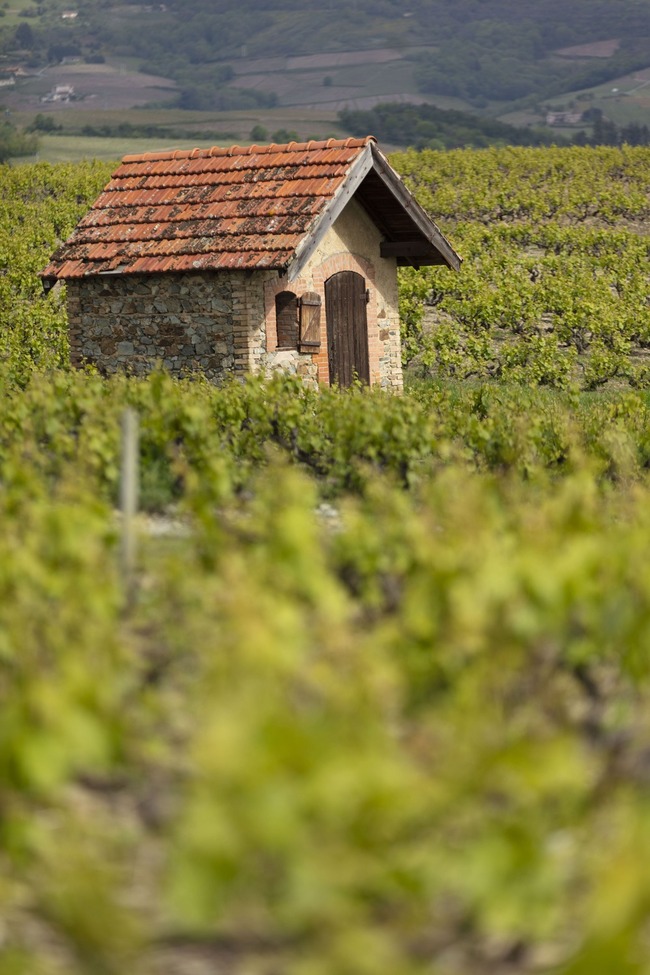 Cabane en pierre dans le vignoble