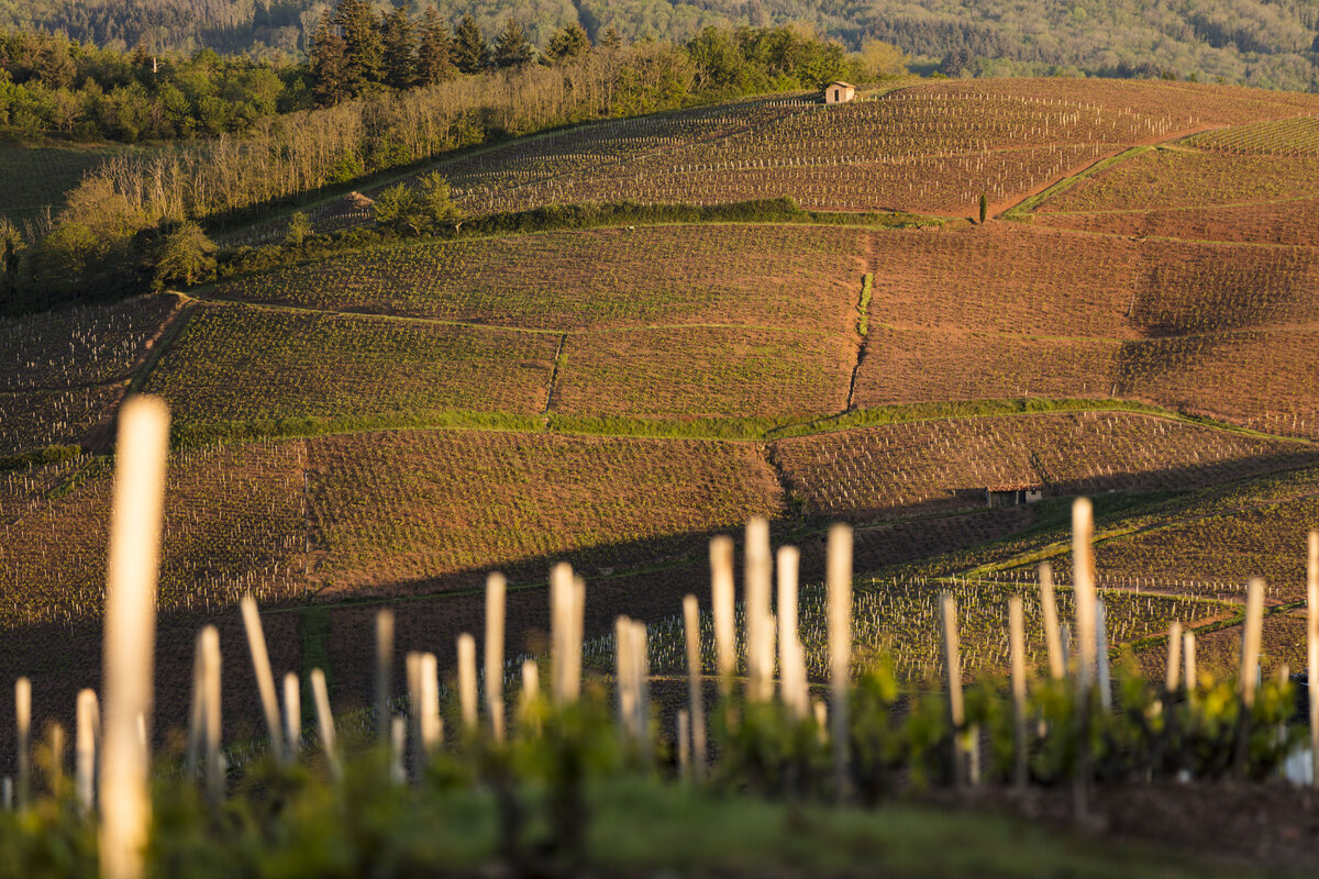 Vue des vignes du Beaujolais depuis une pente