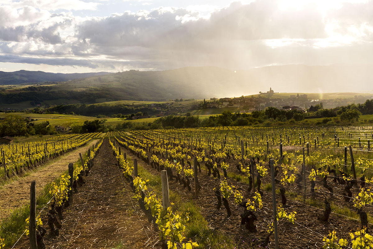 Vue sur les vignes du Beaujolais