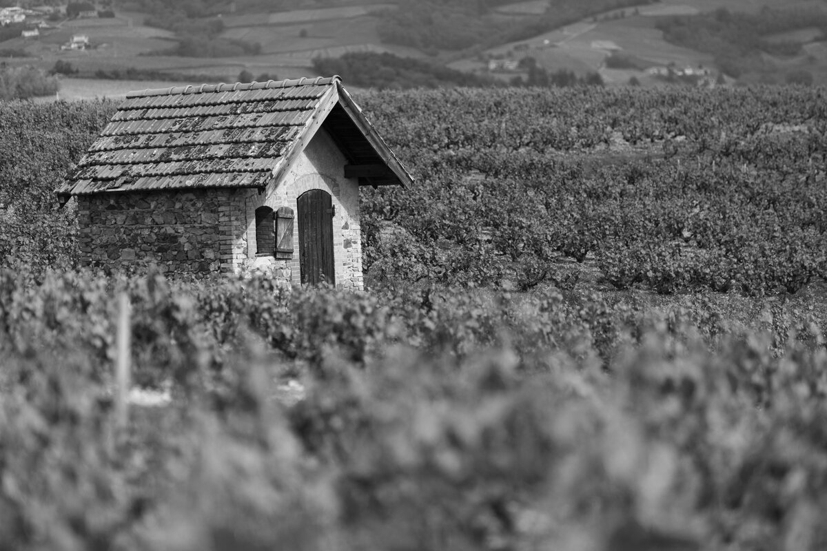 cabane dans une vigne du beaujolais