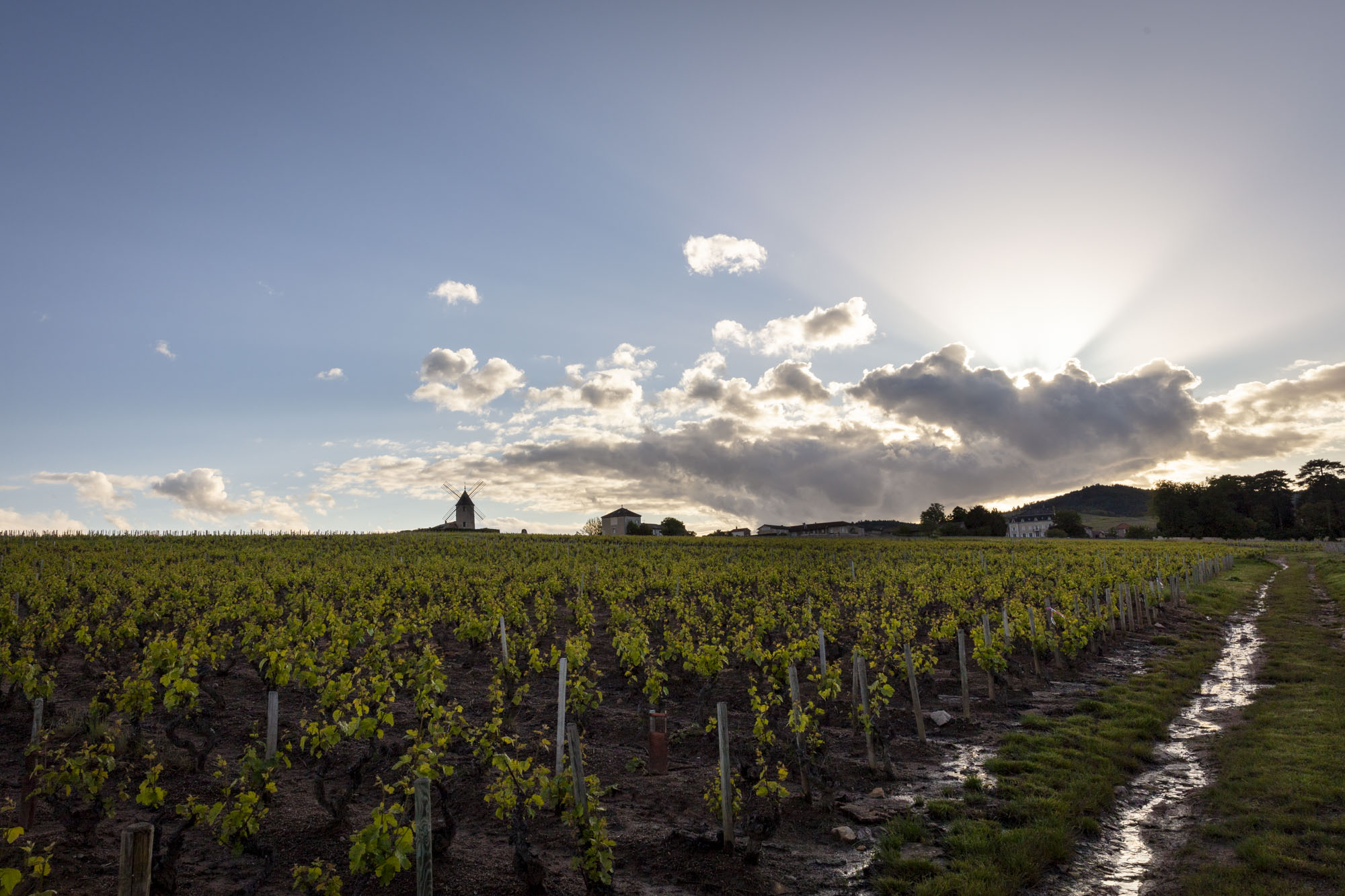 Vigneble beaujolais : Géoparc Mondial de l'UNESCO