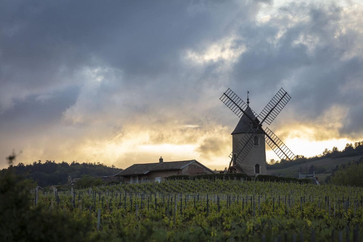 Vignoble du Beaujolais et un moulin à vent en arrière plan