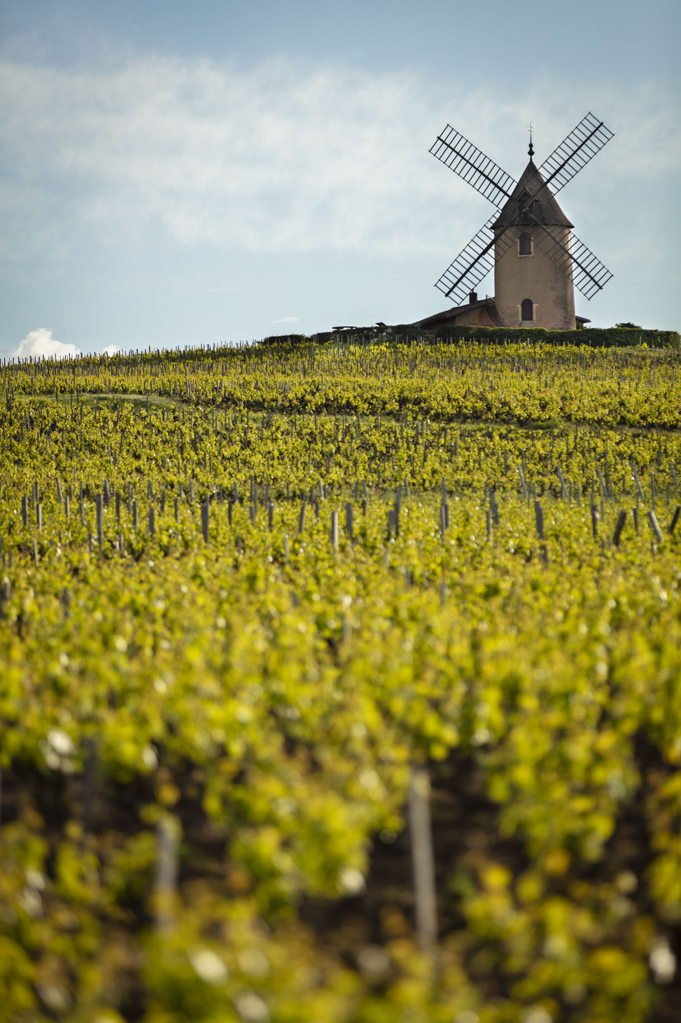 Vignoble du Moulin-à-Vent dans le Beaujolais
