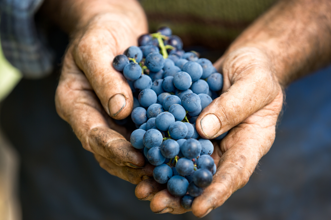 Grappe de raisin Gamay dans les mains d'un viticulteur