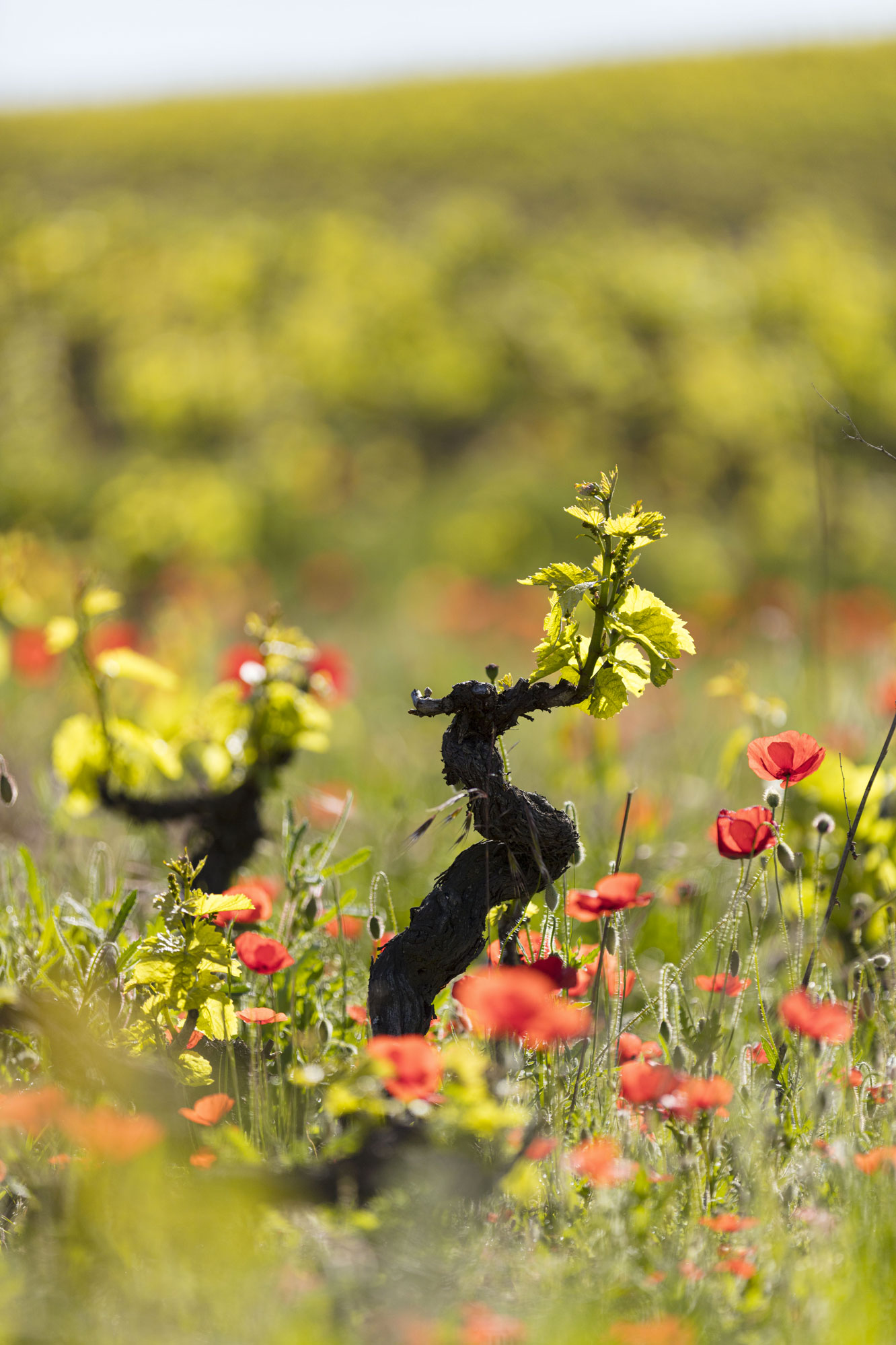 Pieds de vignes du beaujolais